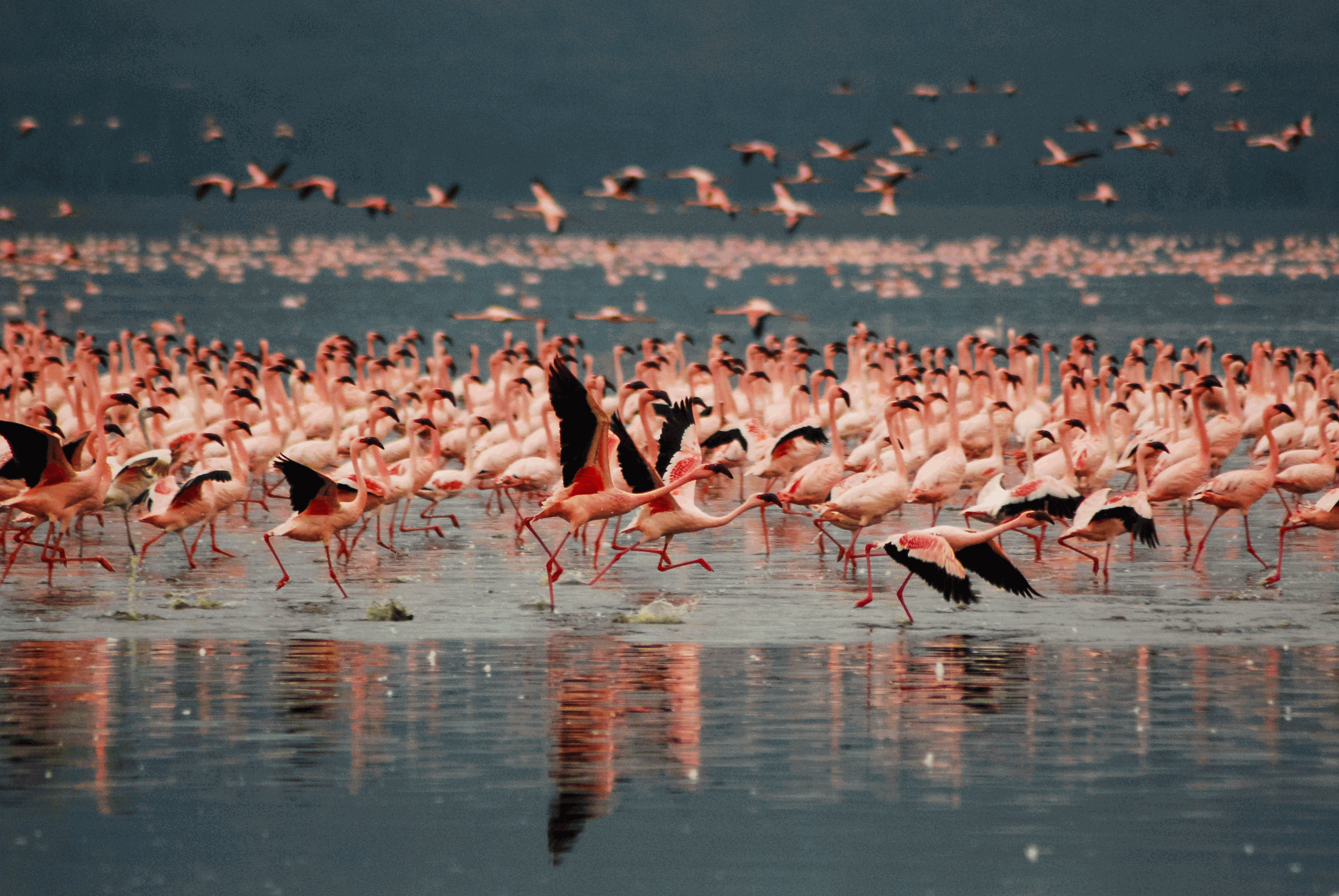 Lake Nakuru National Park: A Flamingo Haven
