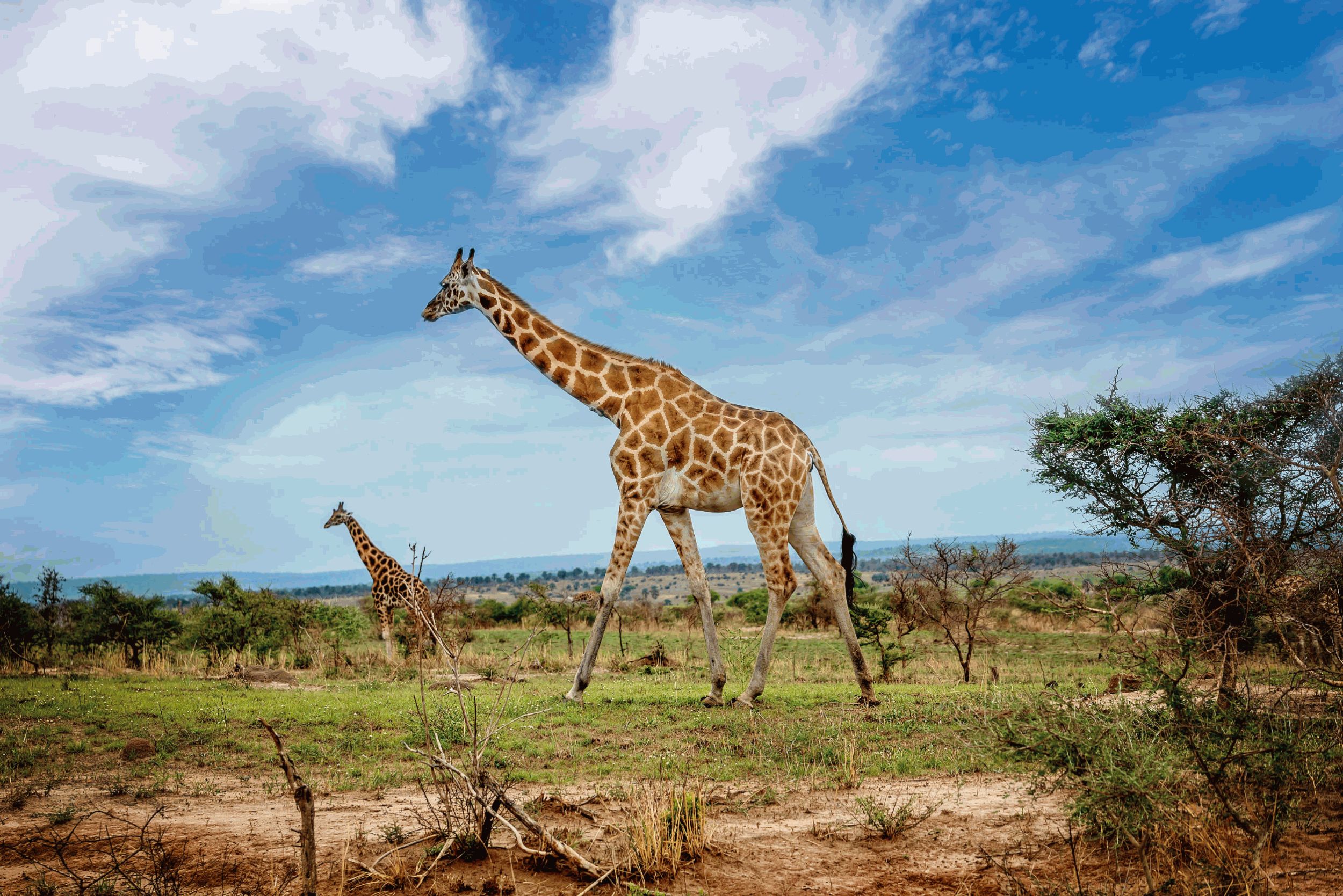 A Majestic Encounter in Amboseli