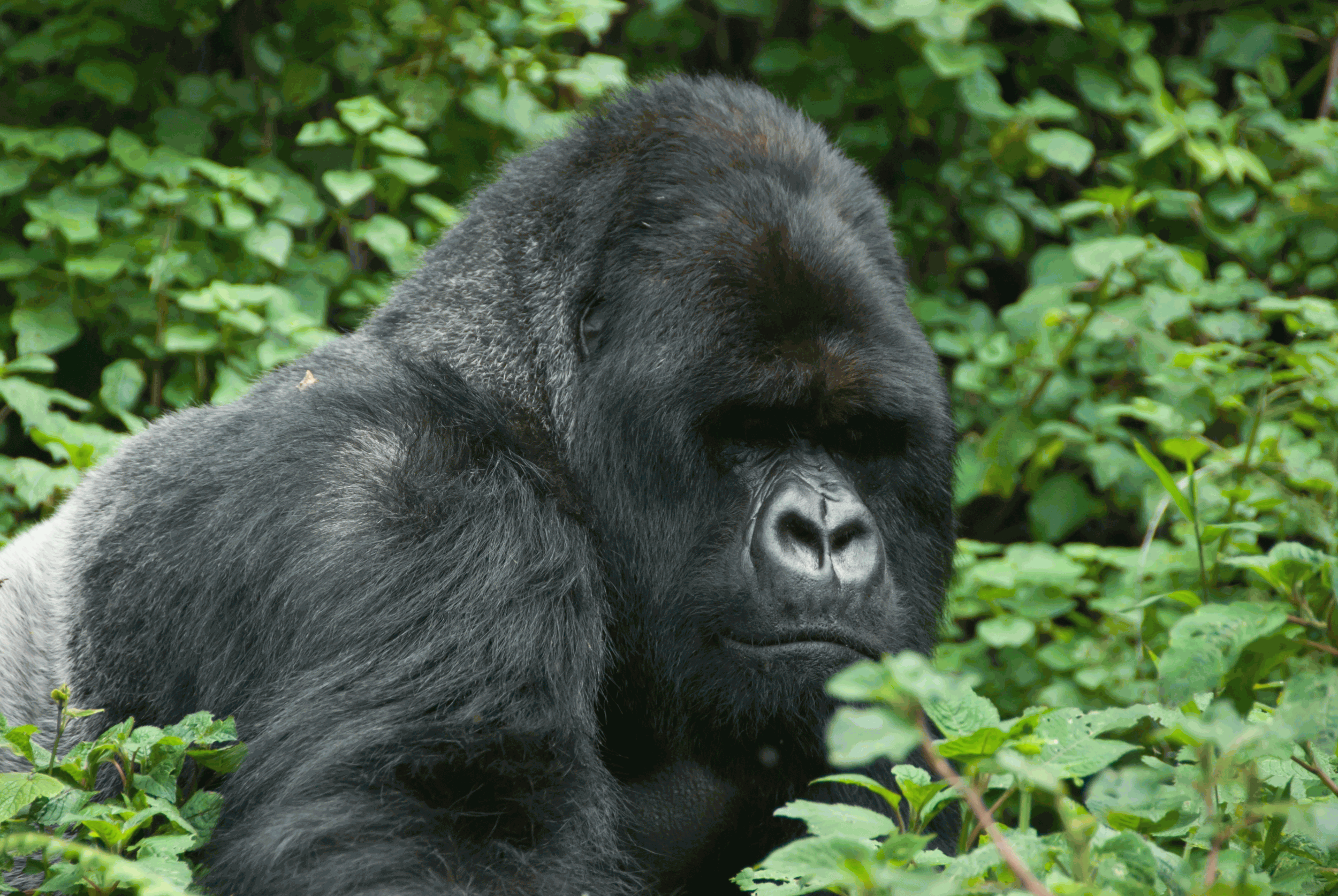 Bwindi Impenetrable National Park: A Gorilla Sanctuary