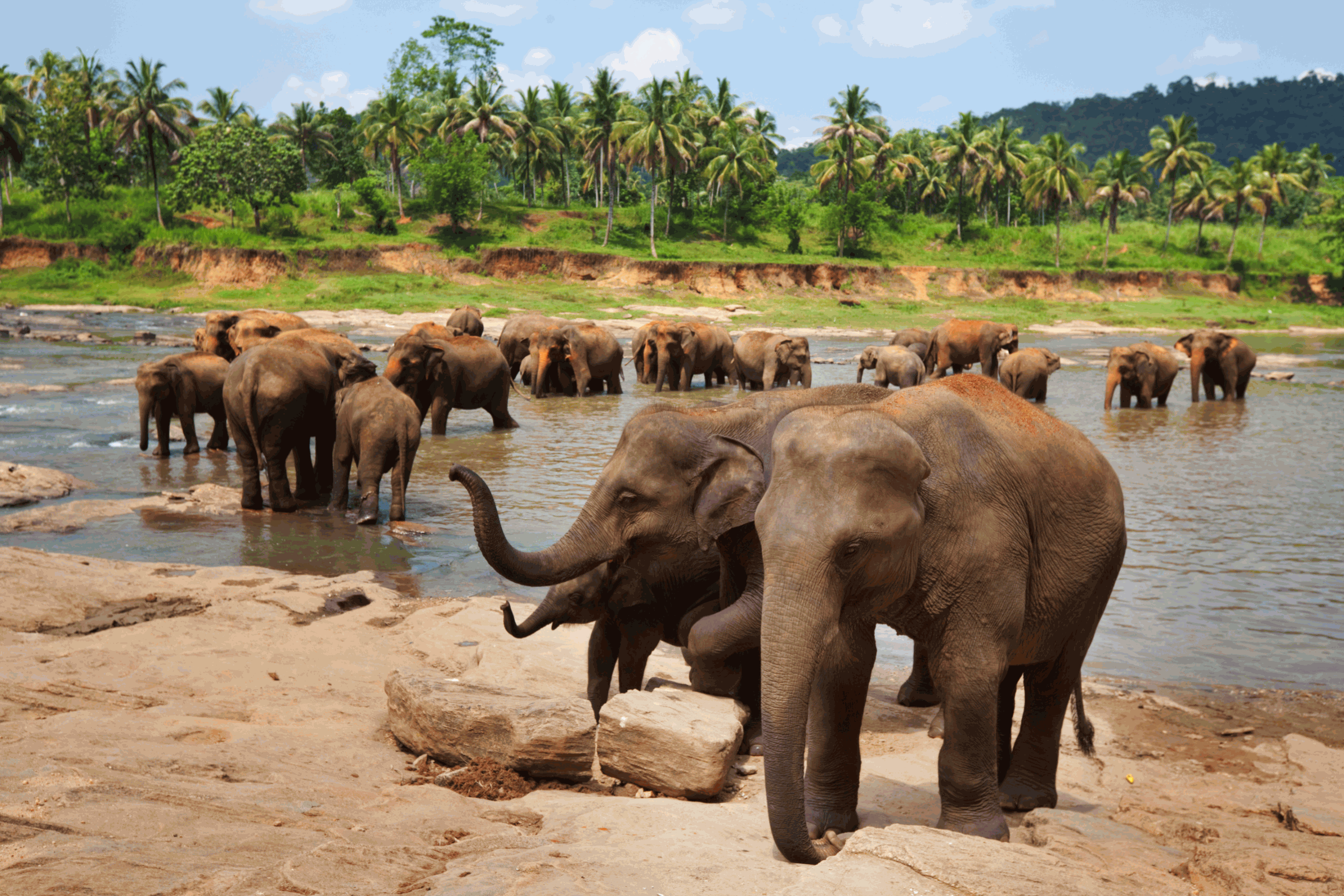 Elephant Sanctuary