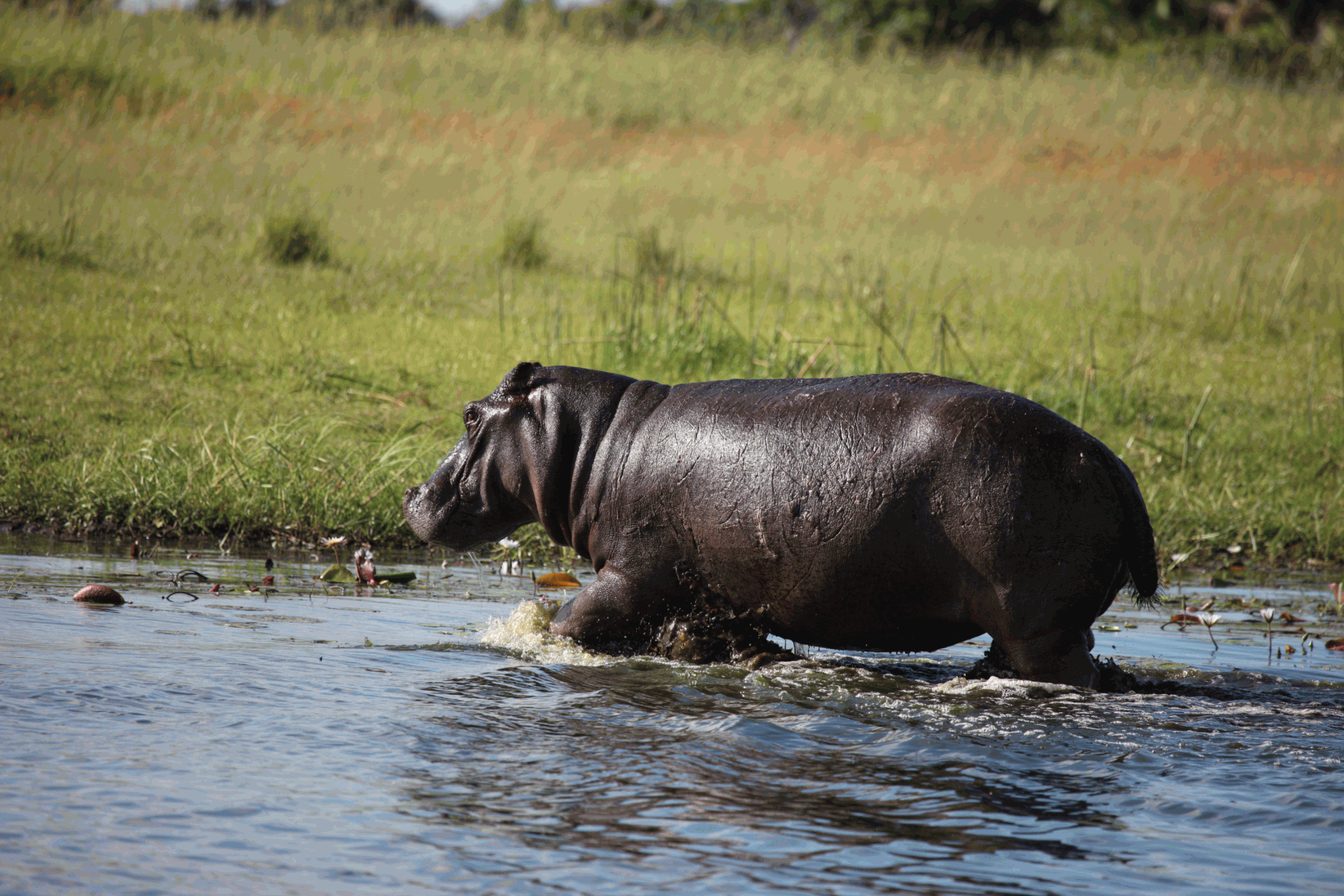 Explore Lake Naivasha