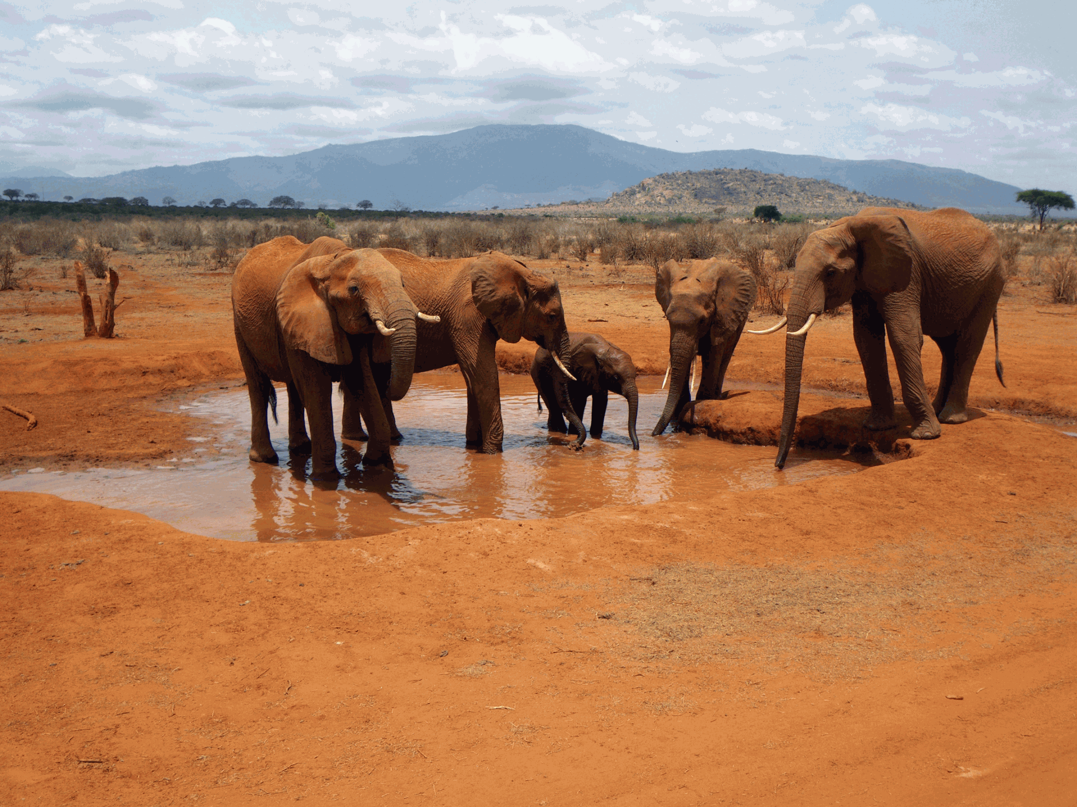 Exploring the Vastness of Tsavo East