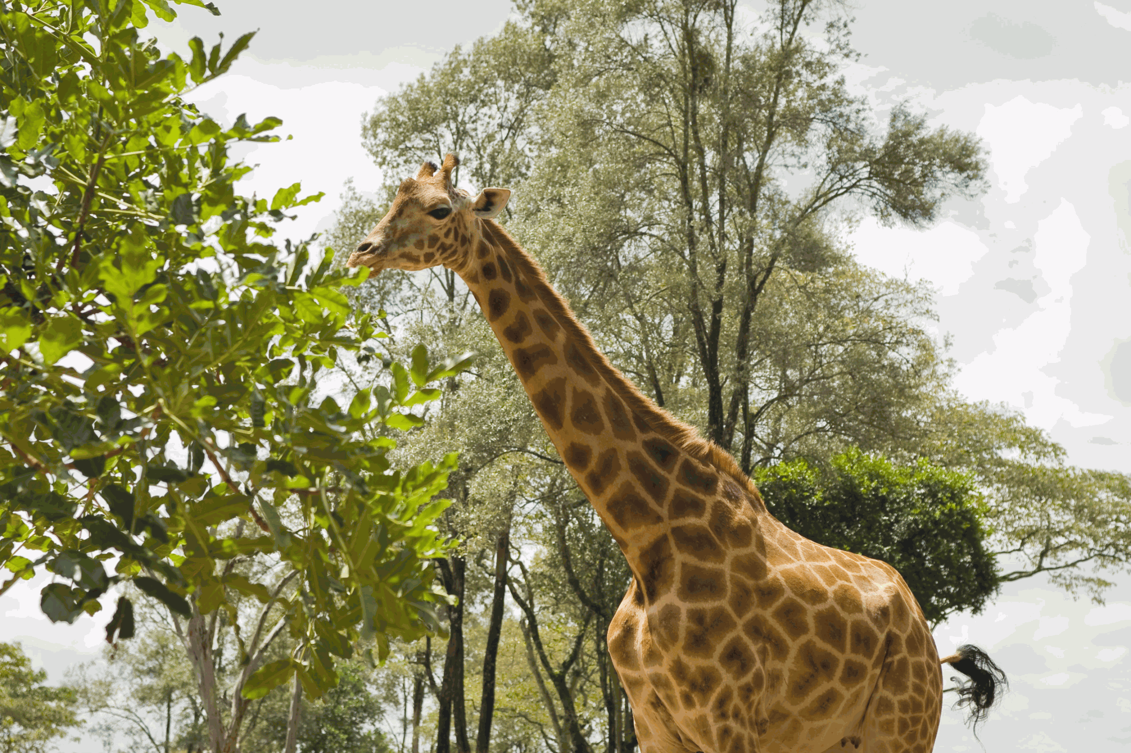Giraffe Conservation Center