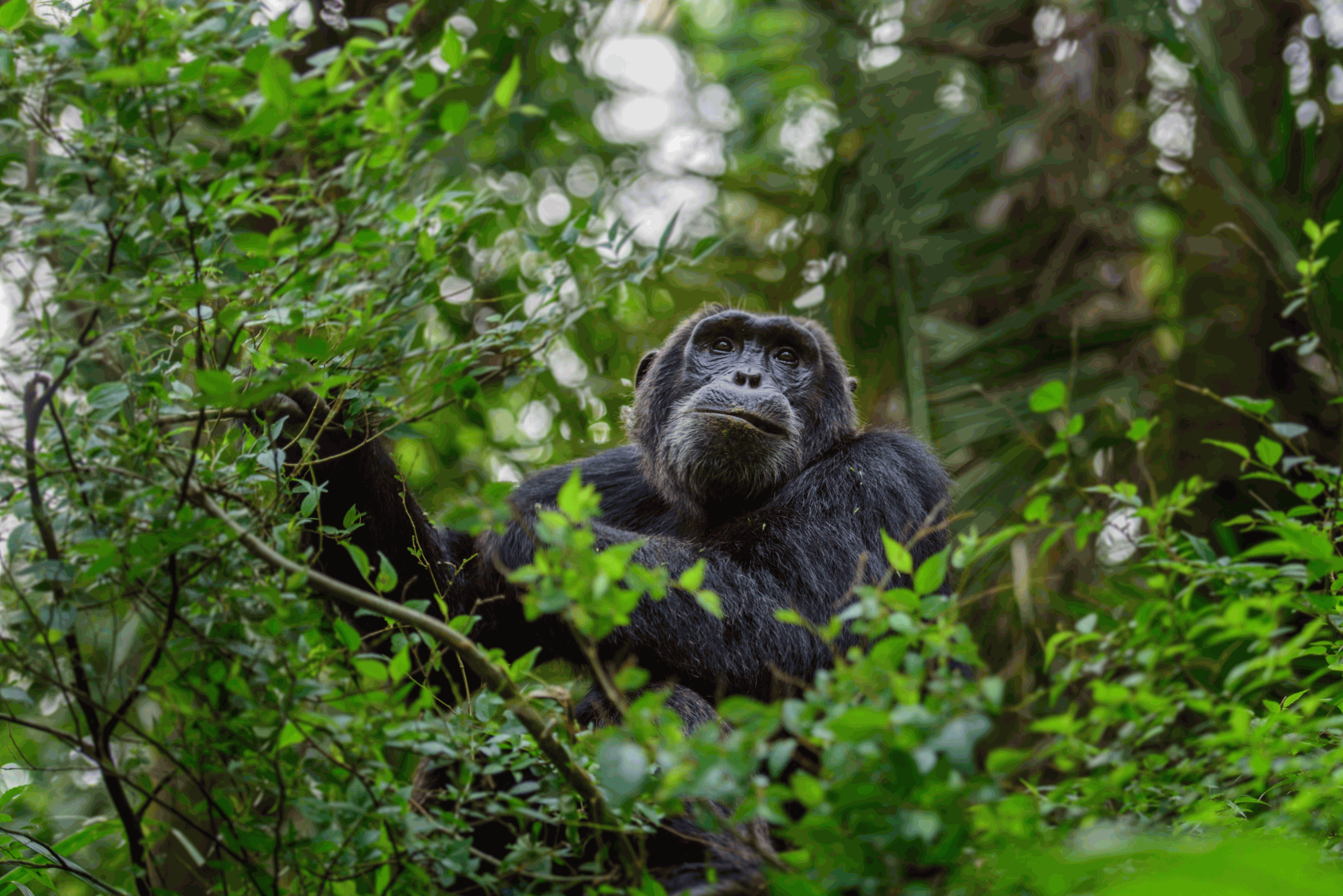 Kibale National Park: A Primate Paradise