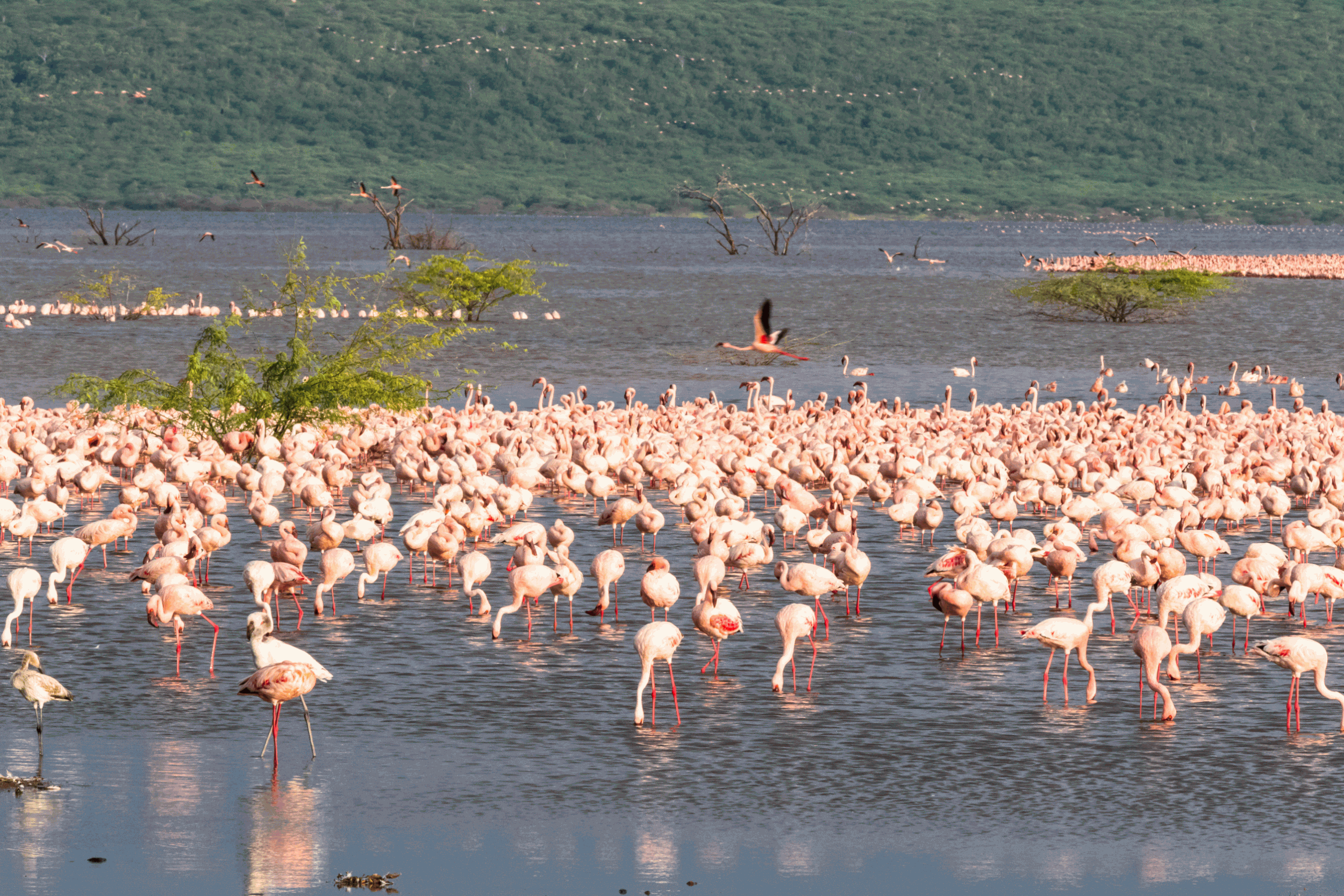 Exploring Lake Nakuru National Park