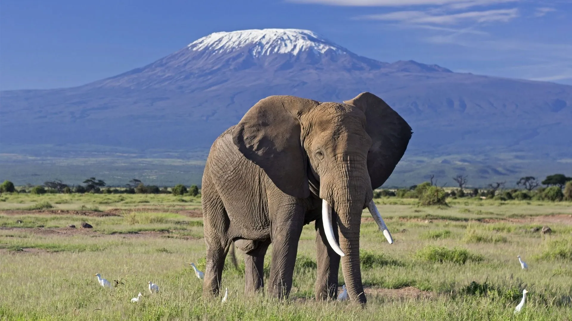 Amboseli National Park Tour
