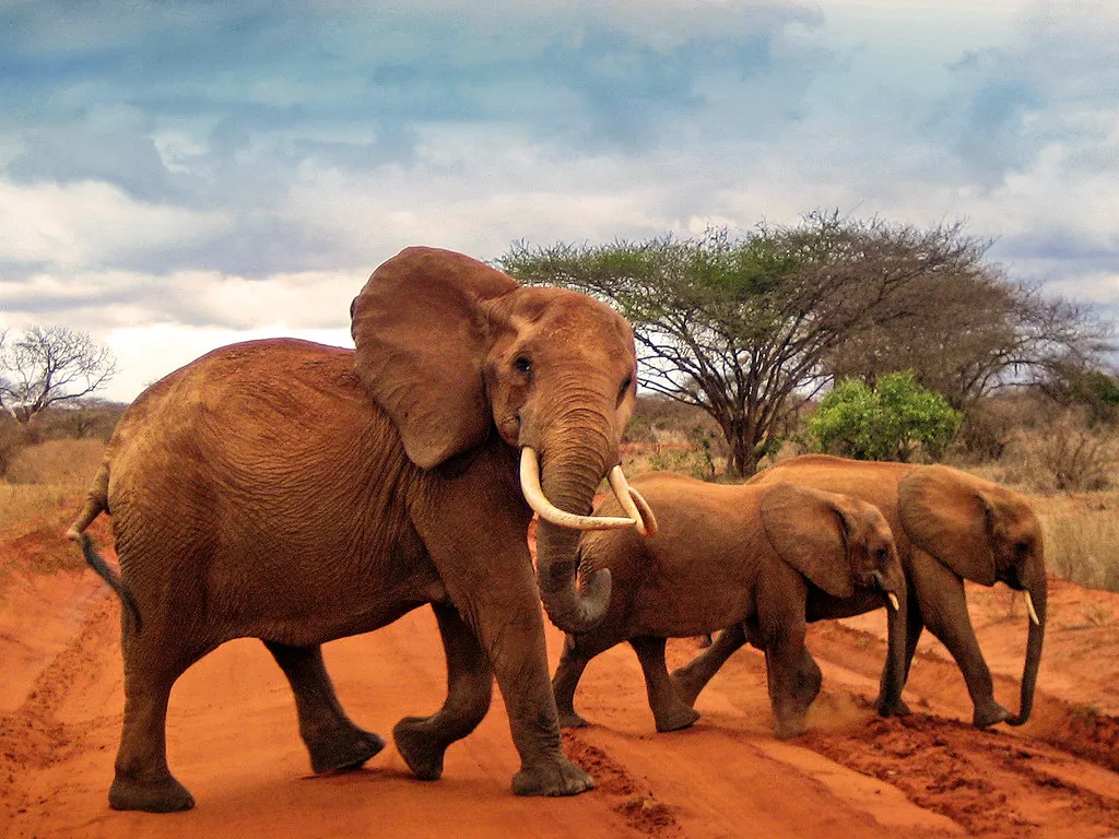 Tsavo East National Park Tour