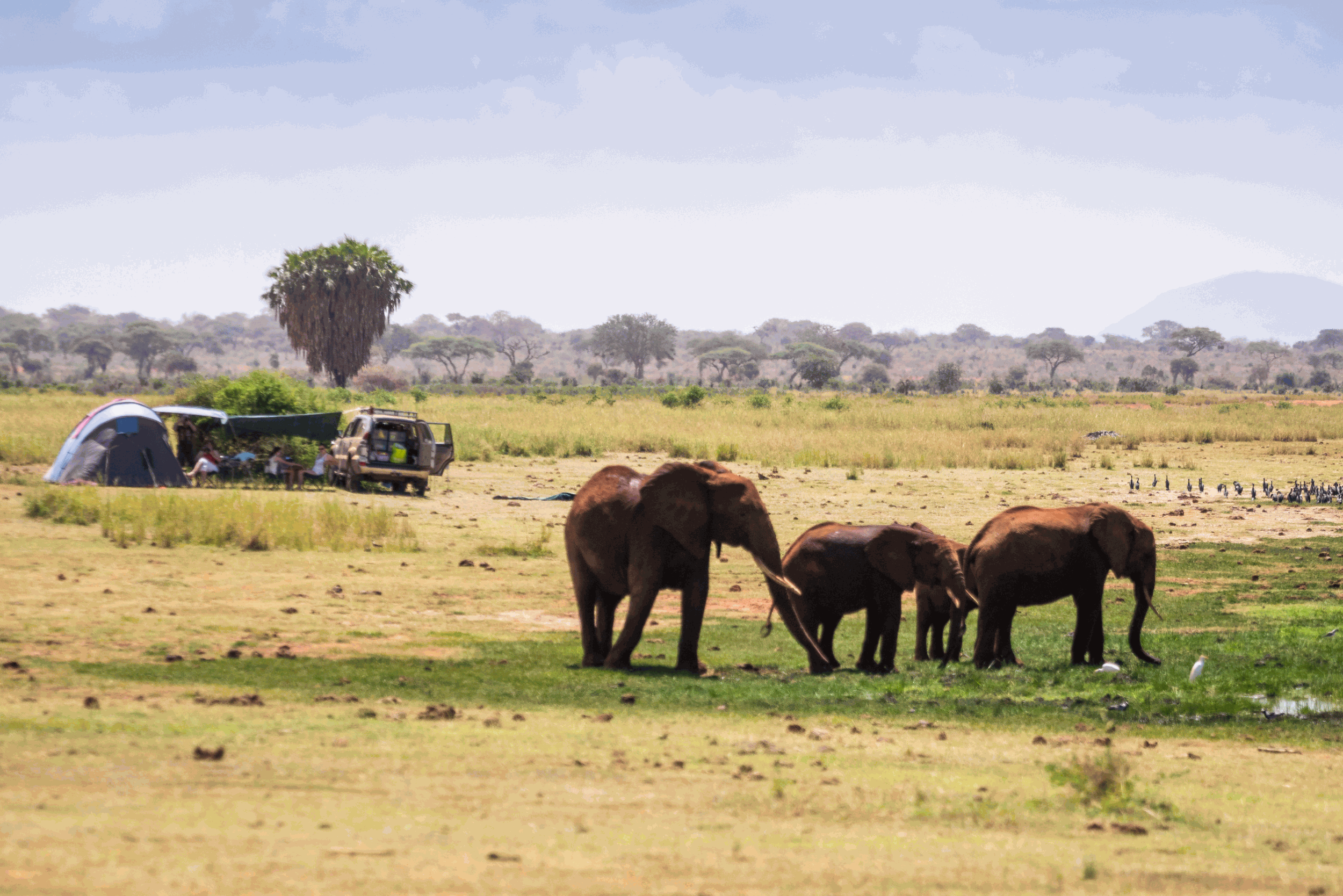 Queen Elizabeth National Park: A Safari Adventure